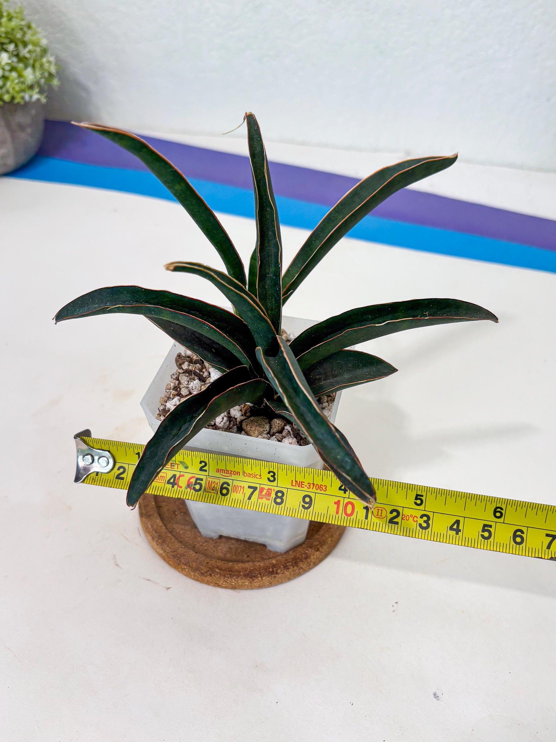 Sansevieria Aethiopica (Ha6) (1) | Imported