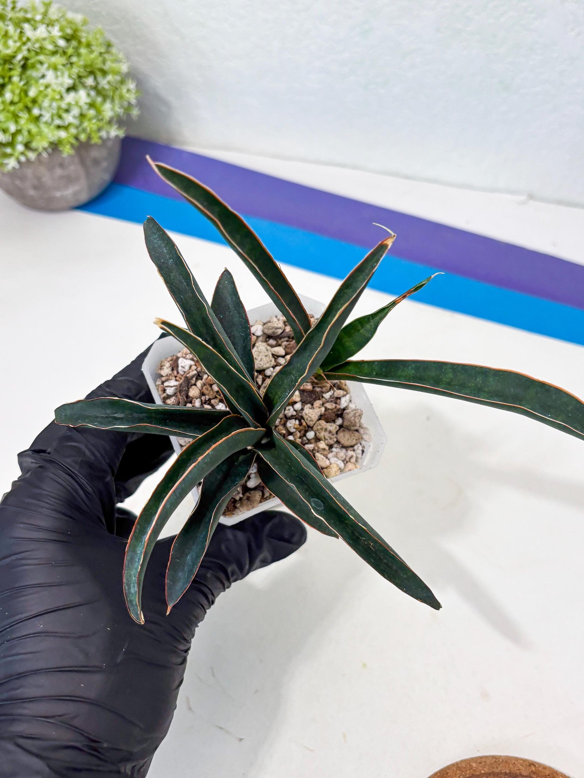 Sansevieria Aethiopica (Ha6) (1) | Imported