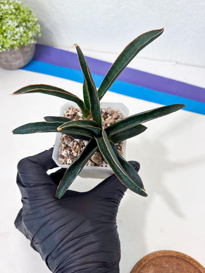 Sansevieria Aethiopica (Ha6) (1) | Imported