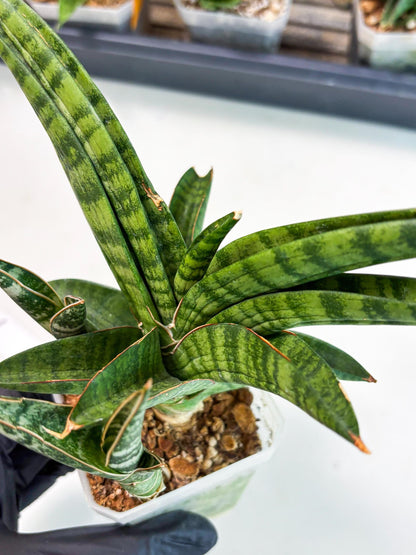 Sansevieria Anita (Ha6) (2) | Imported