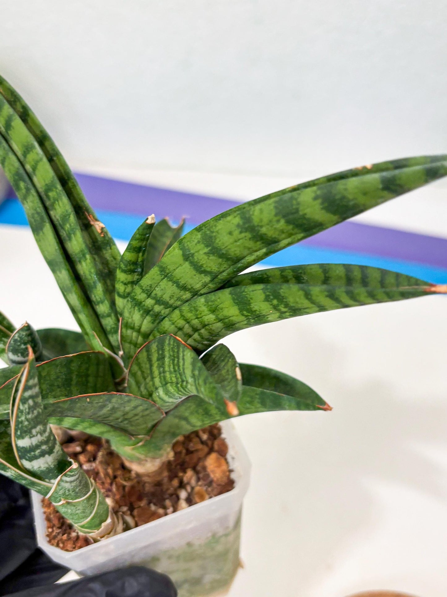 Sansevieria Anita (Ha6) (2) | Imported