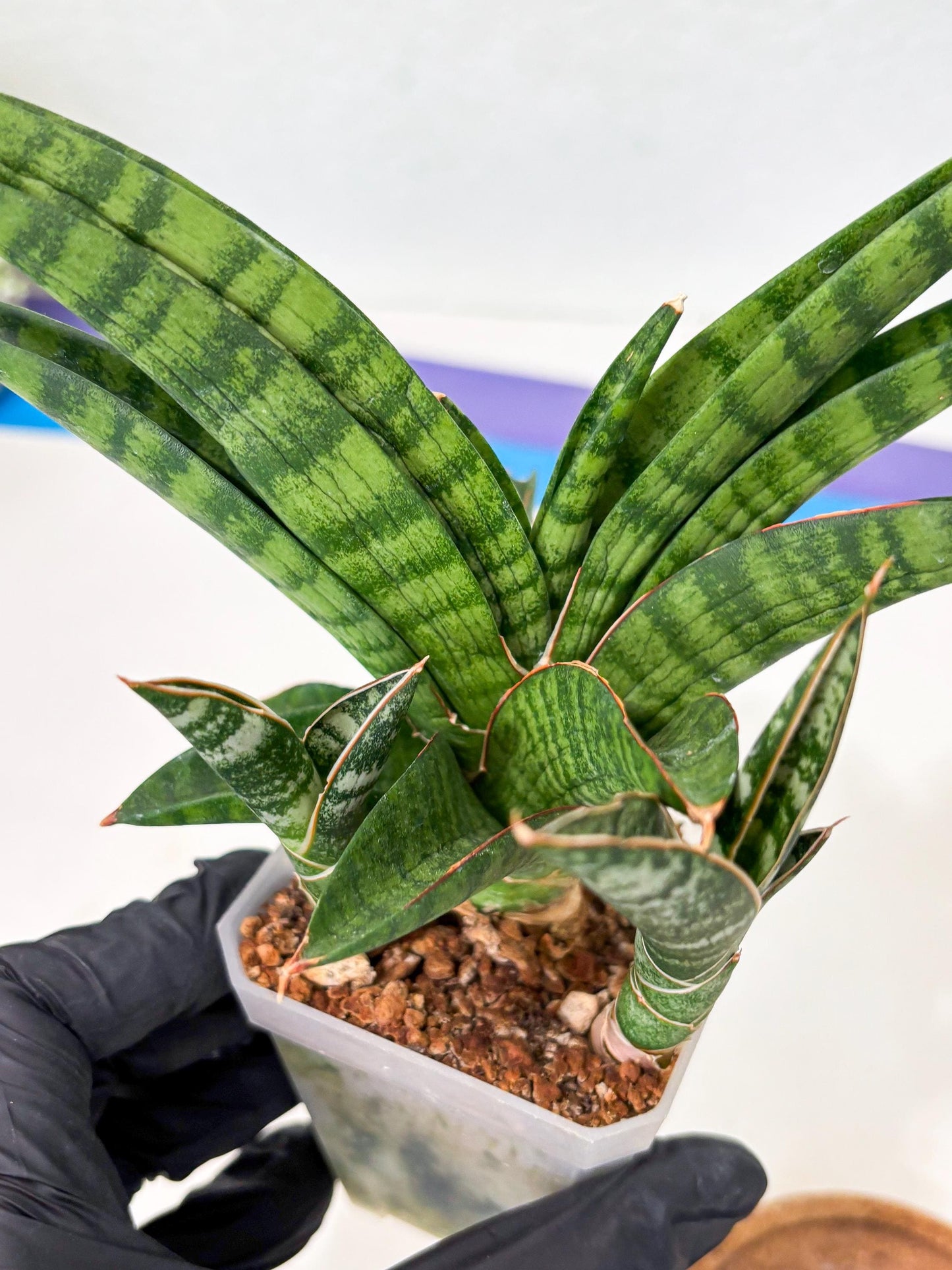 Sansevieria Anita (Ha6) (2) | Imported