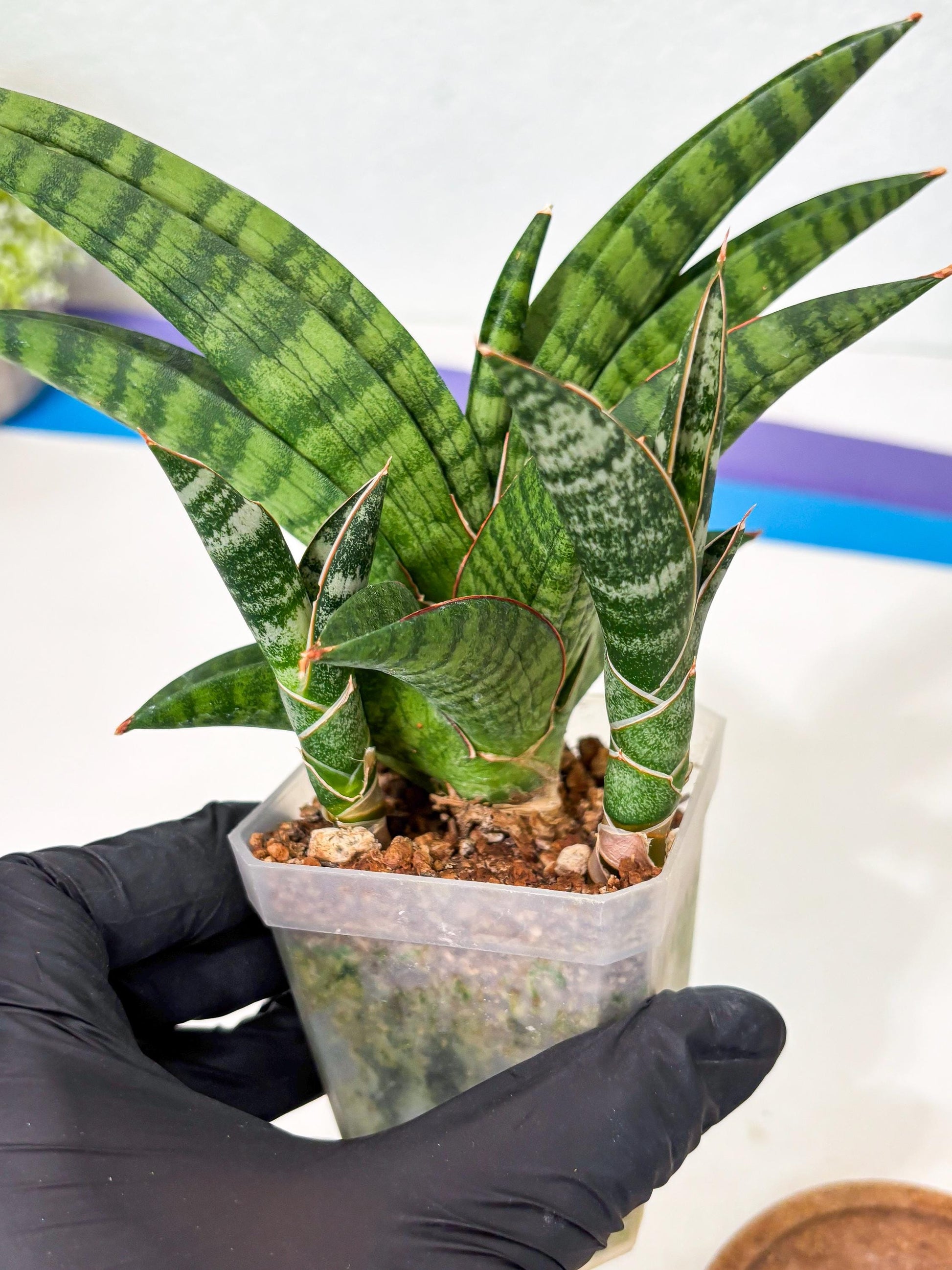 Sansevieria Anita (Ha6) (2) | Imported