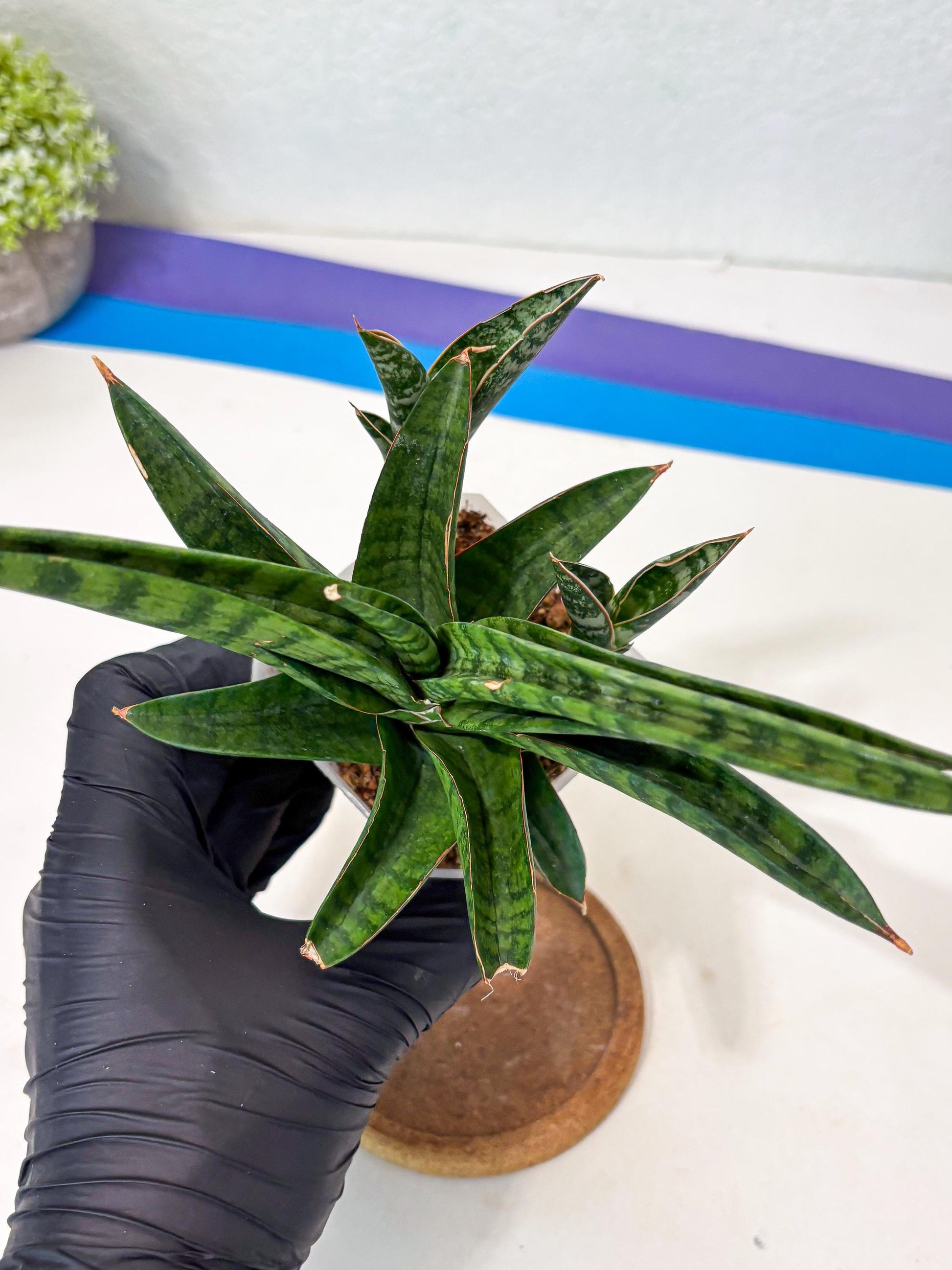 Sansevieria Anita (Ha6) (2) | Imported