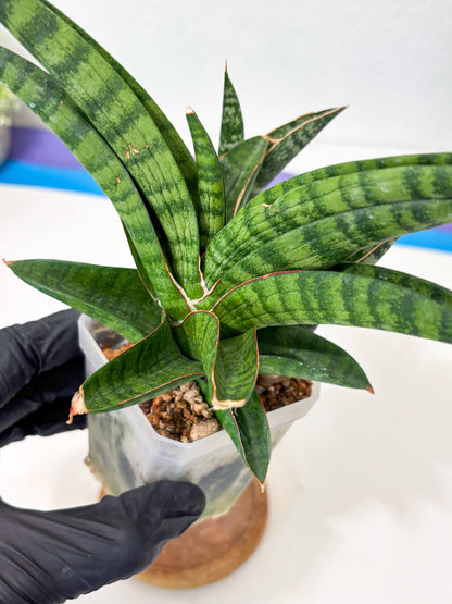 Sansevieria Anita (Ha6) (2) | Imported