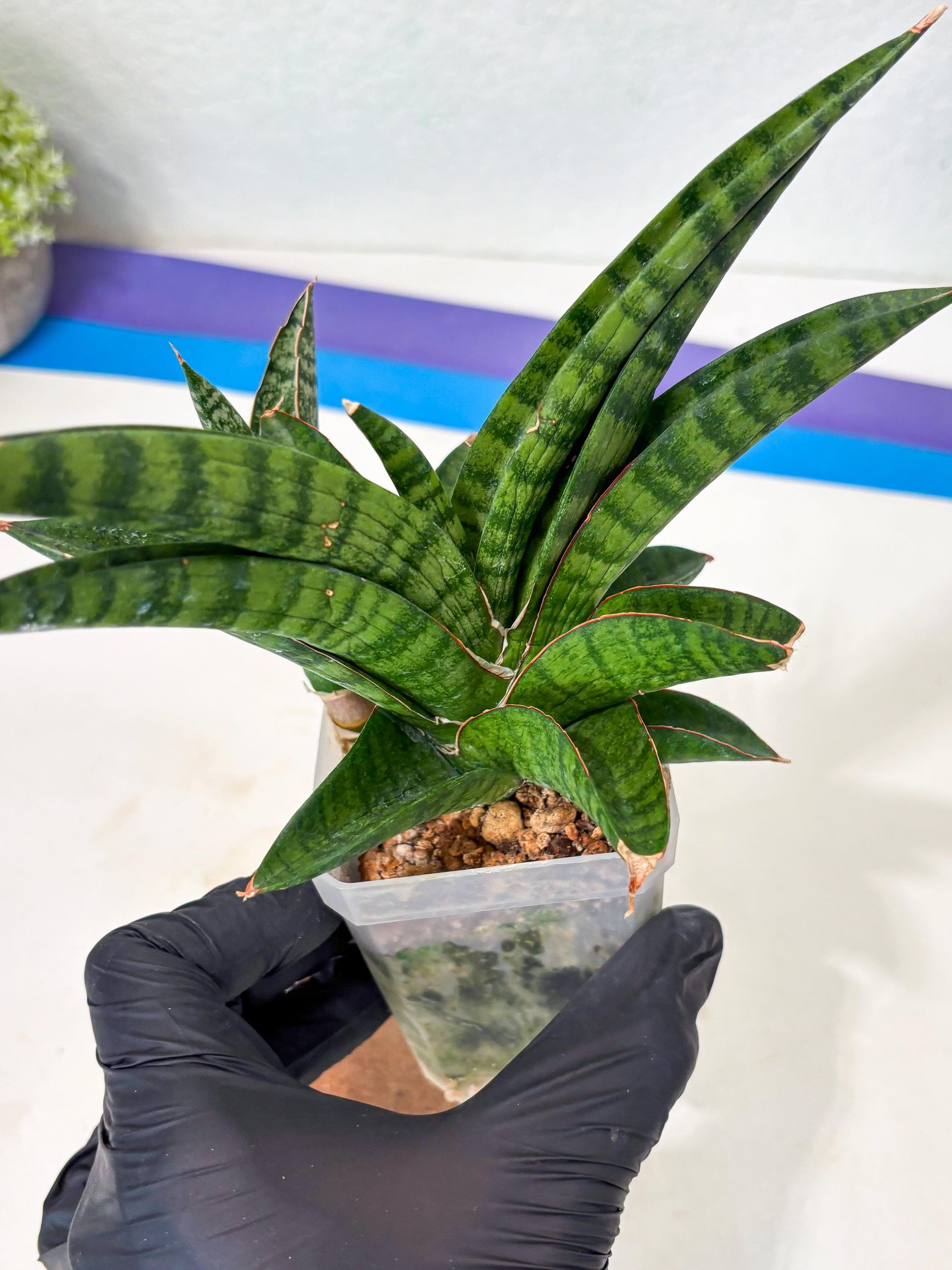 Sansevieria Anita (Ha6) (2) | Imported