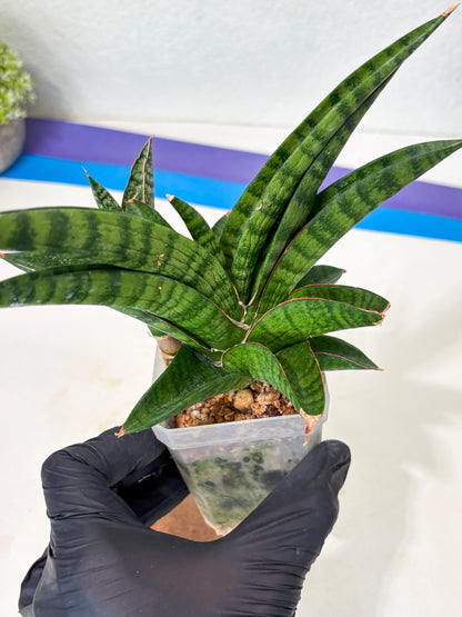 Sansevieria Anita (Ha6) (2) | Imported