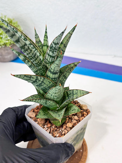 Sansevieria Riyad x spyder (Ha6) (4) | Rare Hybrid Species