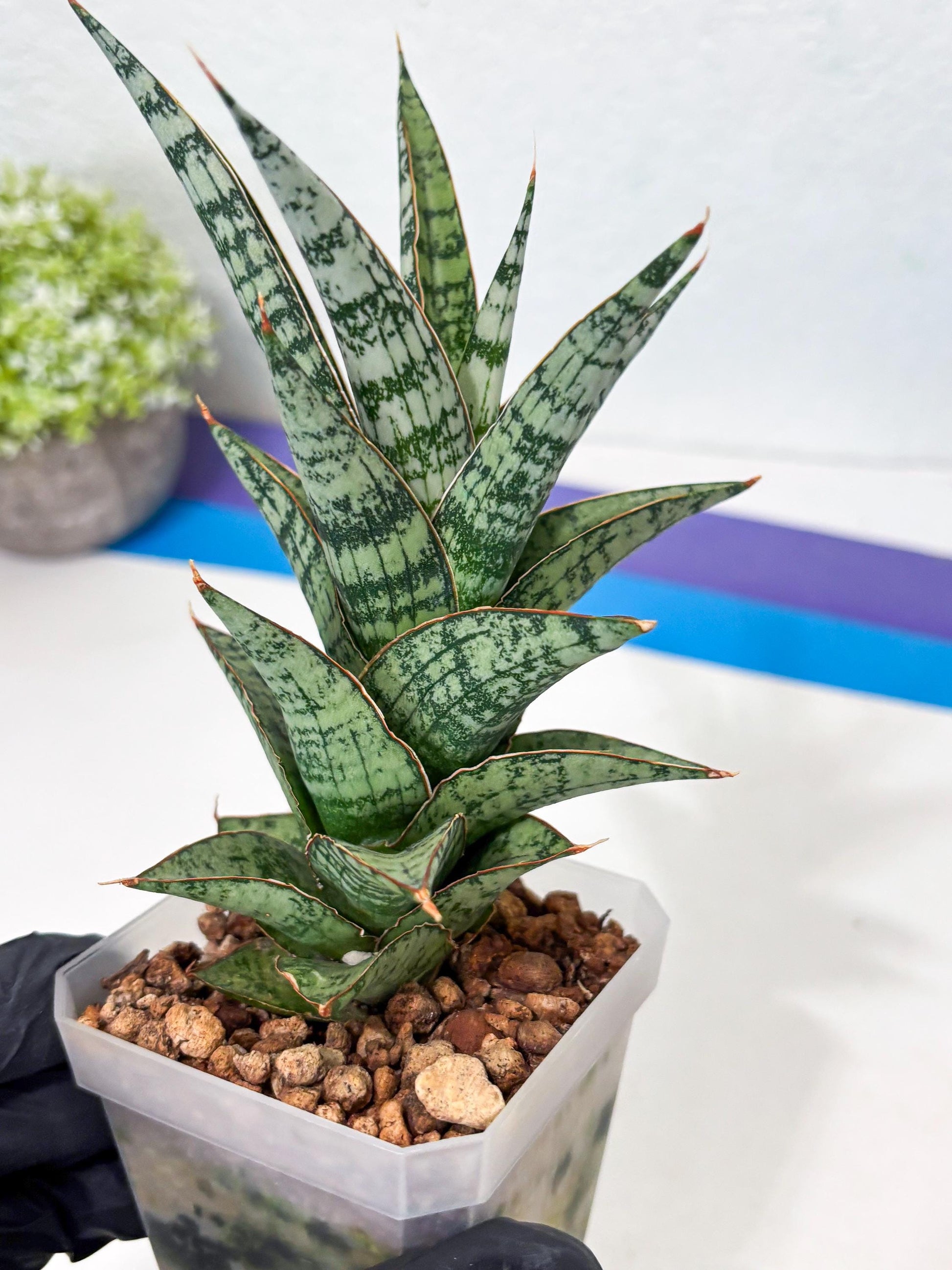 Sansevieria Riyad x spyder (Ha6) (4) | Rare Hybrid Species