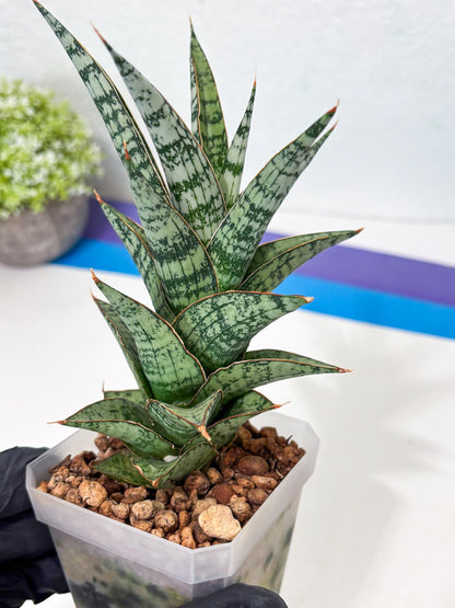 Sansevieria Riyad x spyder (Ha6) (4) | Rare Hybrid Species