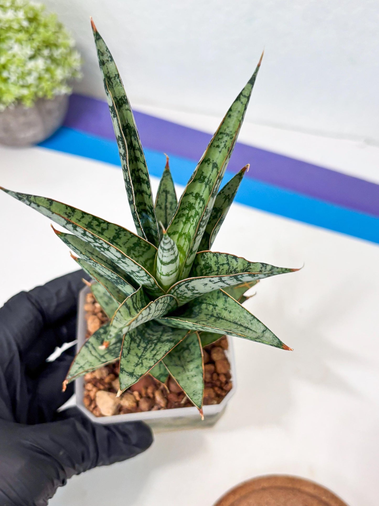 Sansevieria Riyad x spyder (Ha6) (4) | Rare Hybrid Species