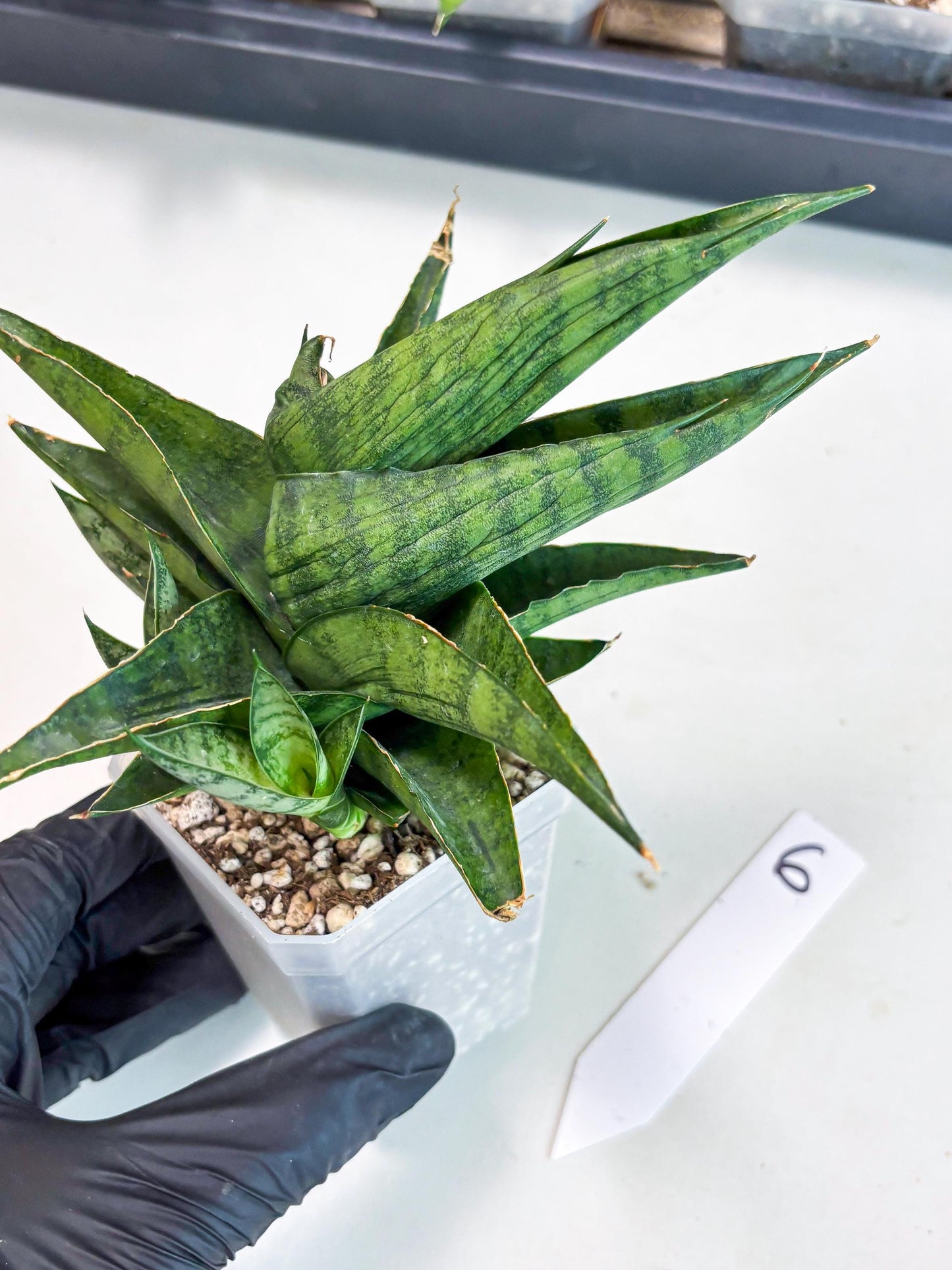 Sansevieria Dampit (Ha6) (6) | Imported New Hybrids
