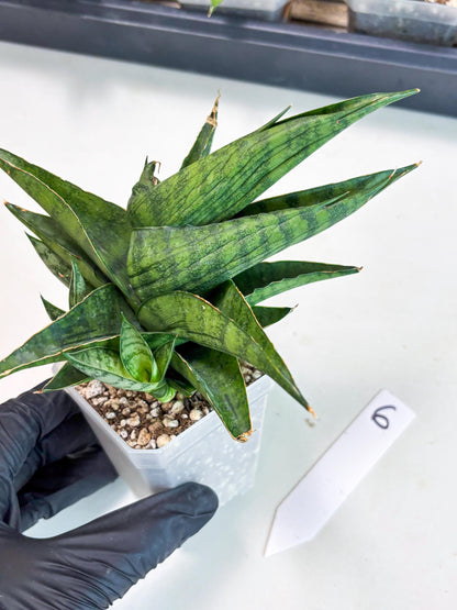 Sansevieria Dampit (Ha6) (6) | Imported New Hybrids