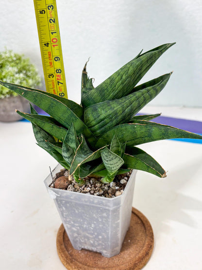 Sansevieria Dampit (Ha6) (6) | Imported New Hybrids