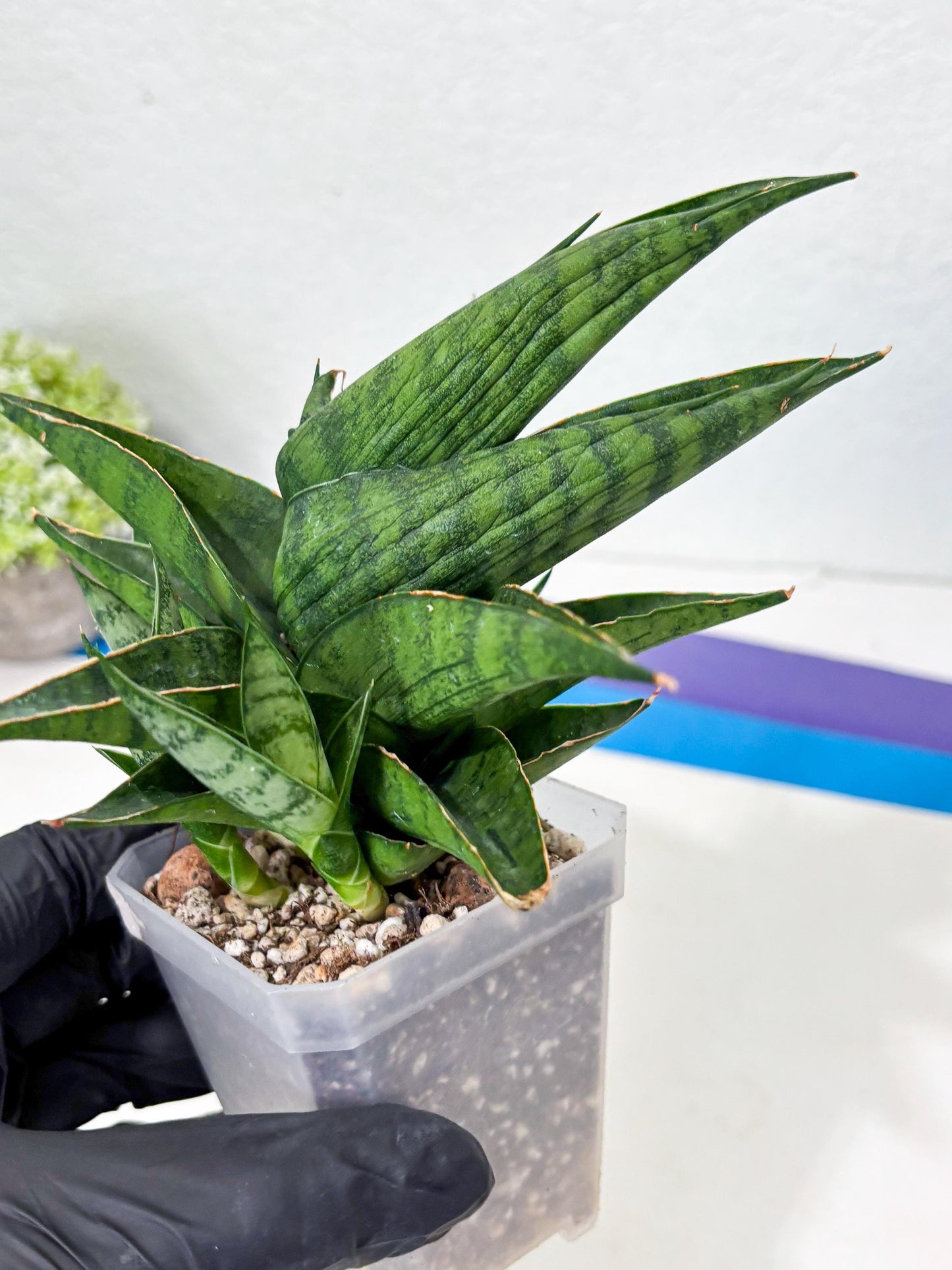 Sansevieria Dampit (Ha6) (6) | Imported New Hybrids