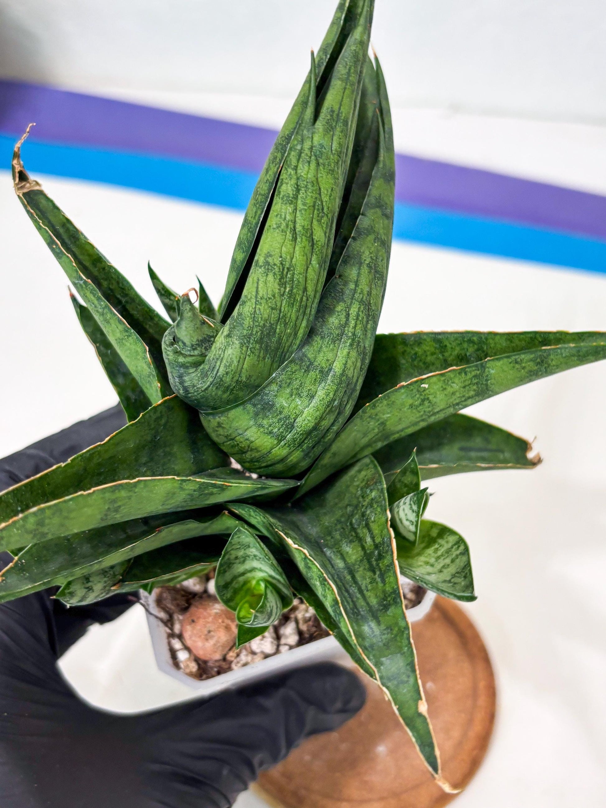 Sansevieria Dampit (Ha6) (6) | Imported New Hybrids