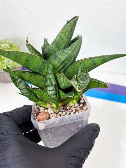 Sansevieria Dampit (Ha6) (6) | Imported New Hybrids