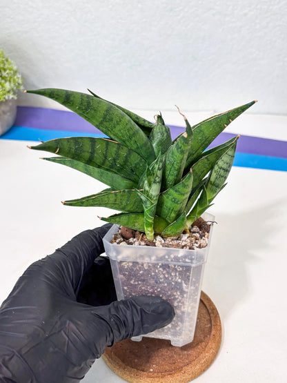 Sansevieria Dampit (Ha6) (6) | Imported New Hybrids