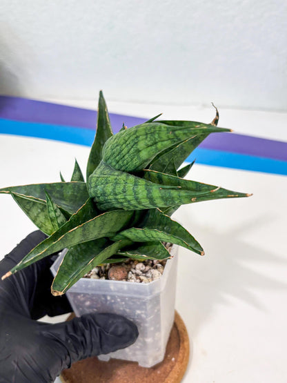Sansevieria Dampit (Ha6) (6) | Imported New Hybrids