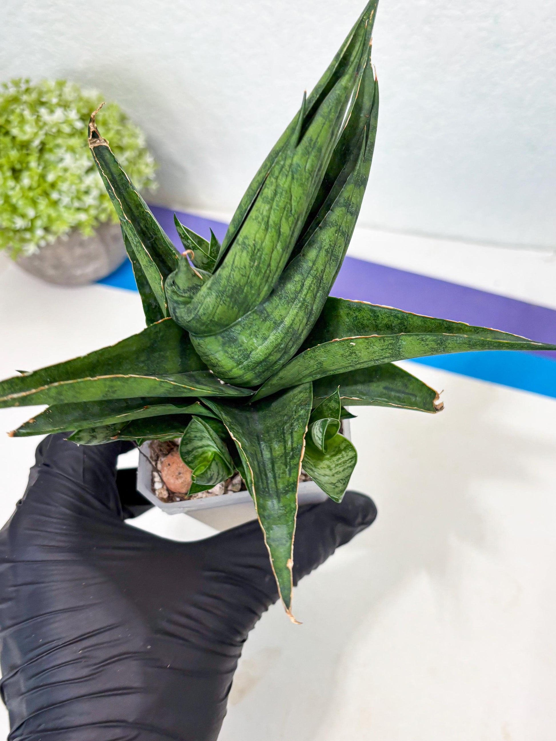 Sansevieria Dampit (Ha6) (6) | Imported New Hybrids