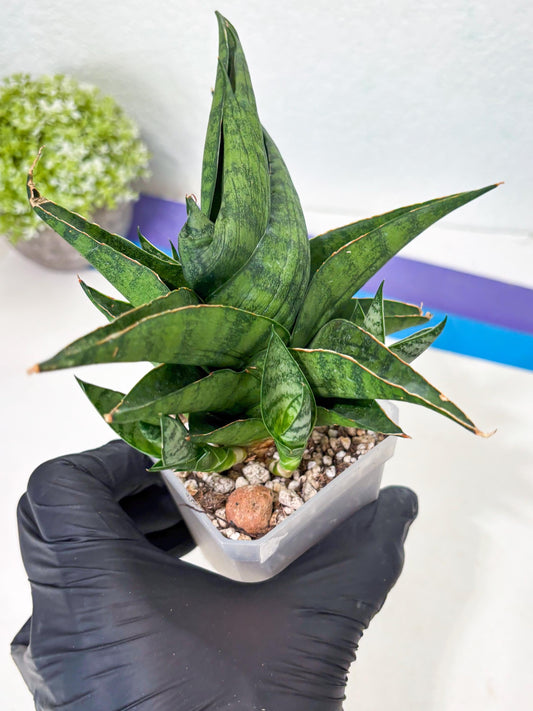 Sansevieria Dampit (Ha6) (6) | Imported New Hybrids