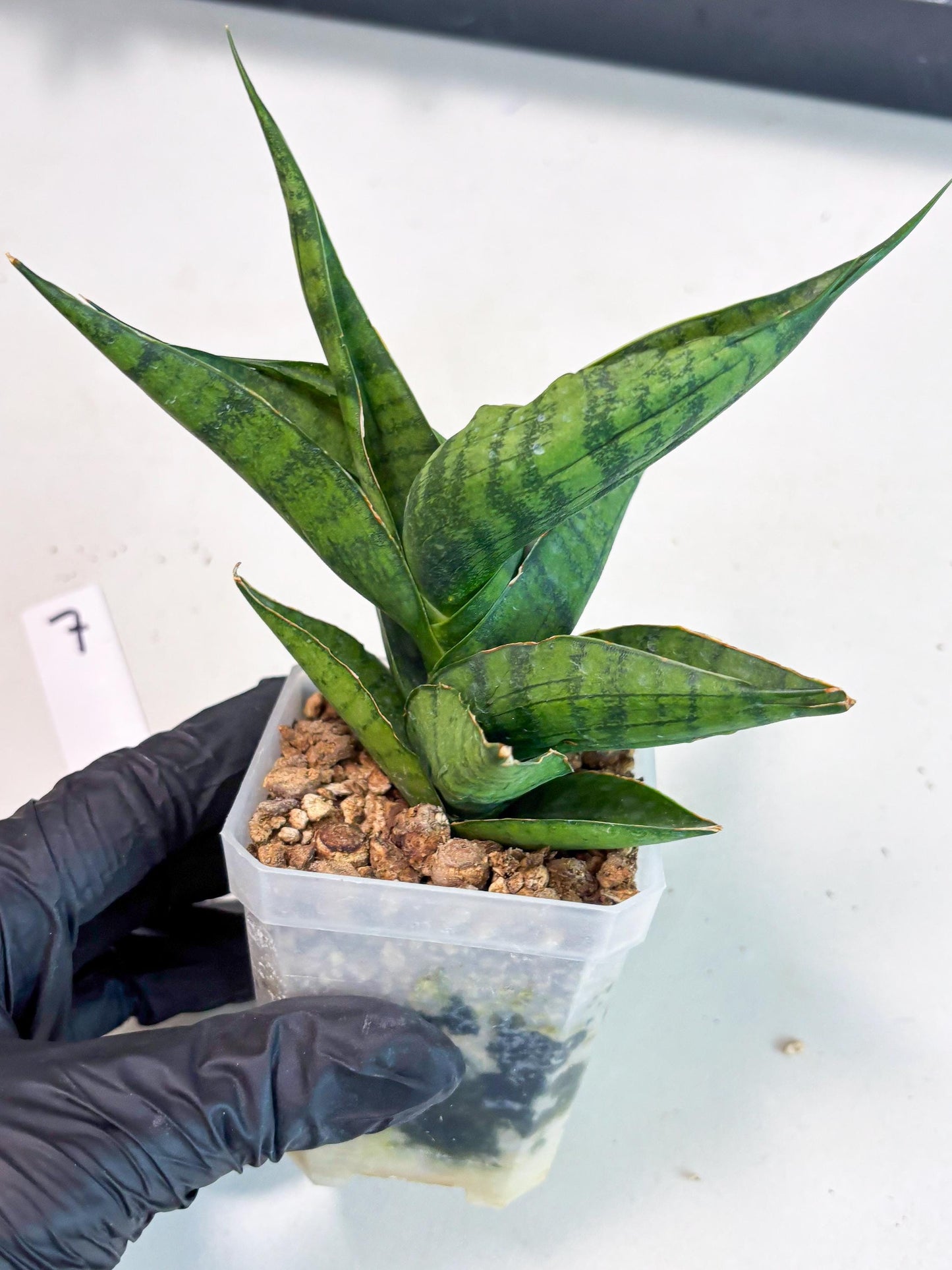 Sansevieria Dampit (Ha6) (7) | Imported New Hybrids