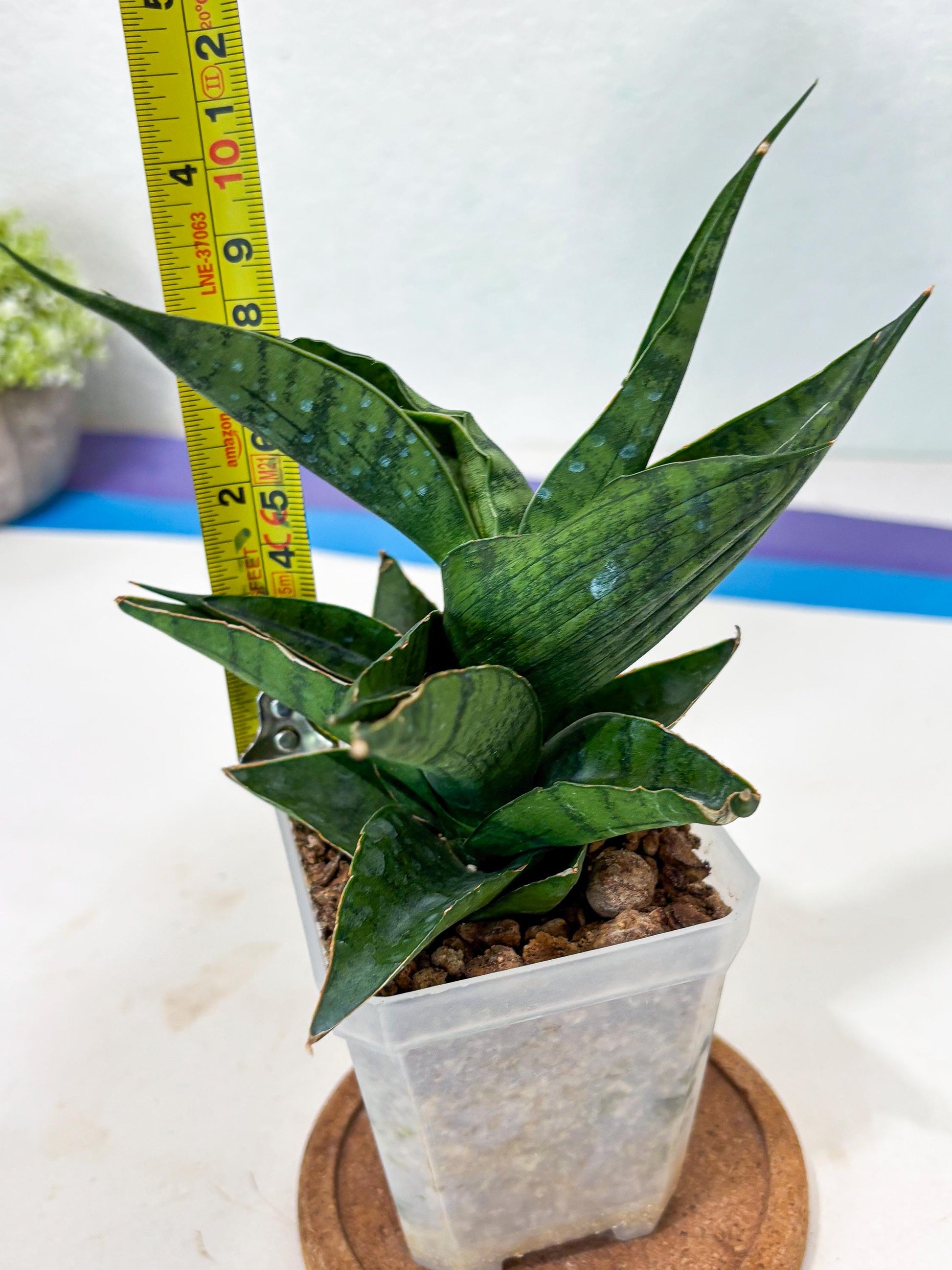 Sansevieria Dampit (Ha6) (7) | Imported New Hybrids
