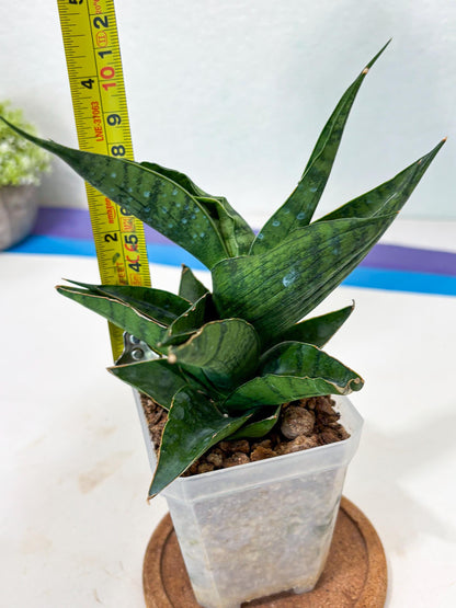 Sansevieria Dampit (Ha6) (7) | Imported New Hybrids