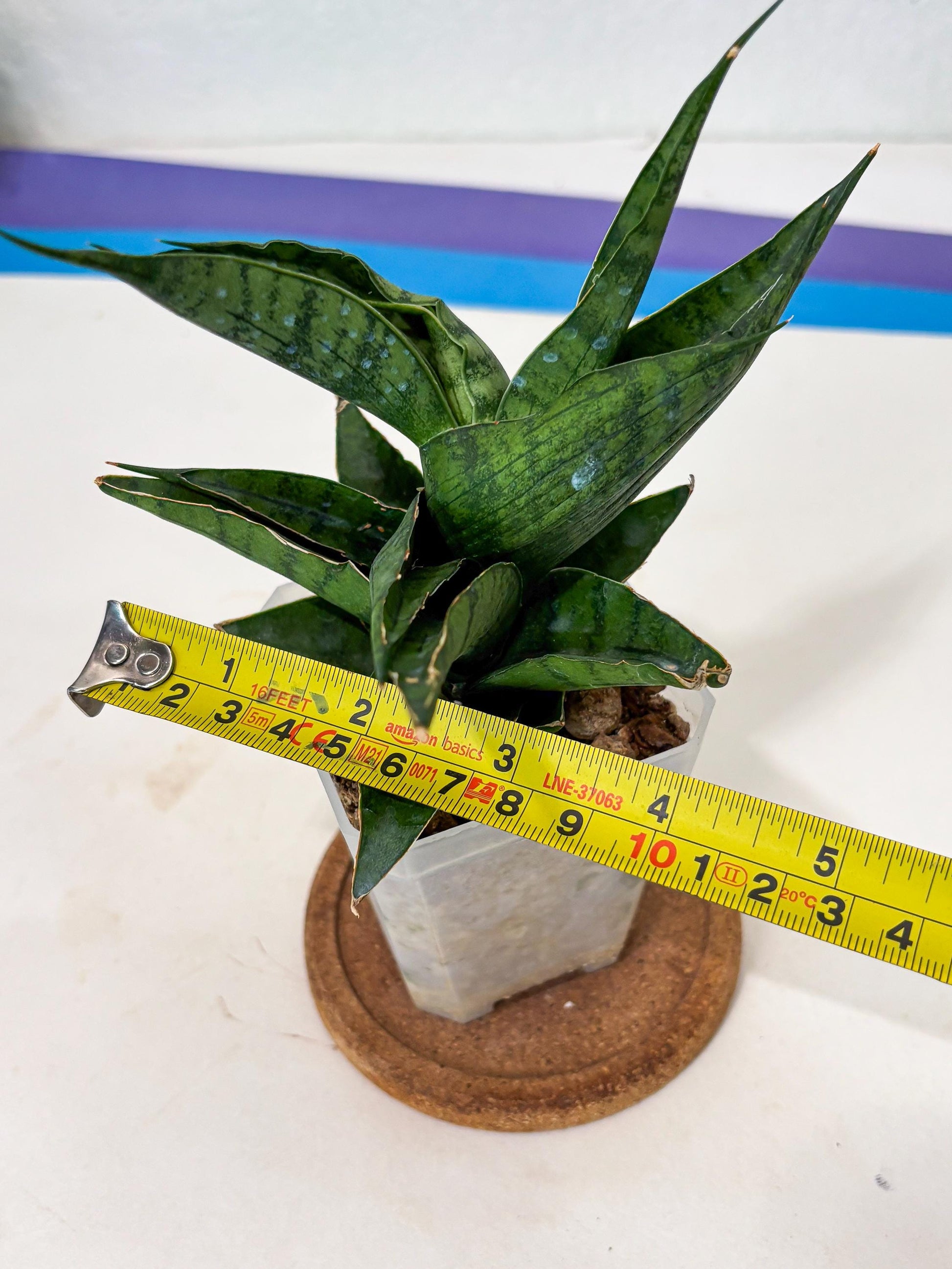 Sansevieria Dampit (Ha6) (7) | Imported New Hybrids