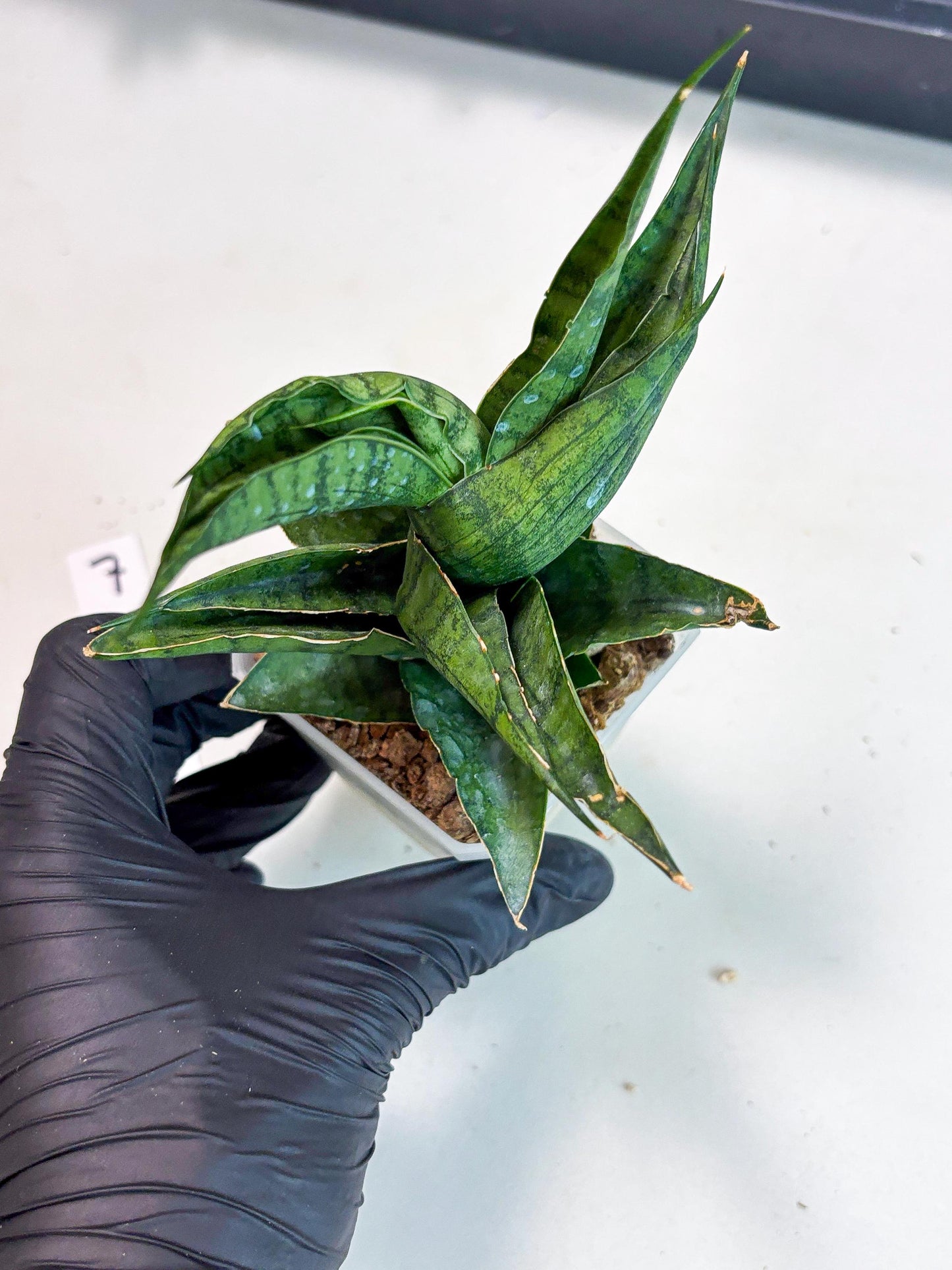 Sansevieria Dampit (Ha6) (7) | Imported New Hybrids