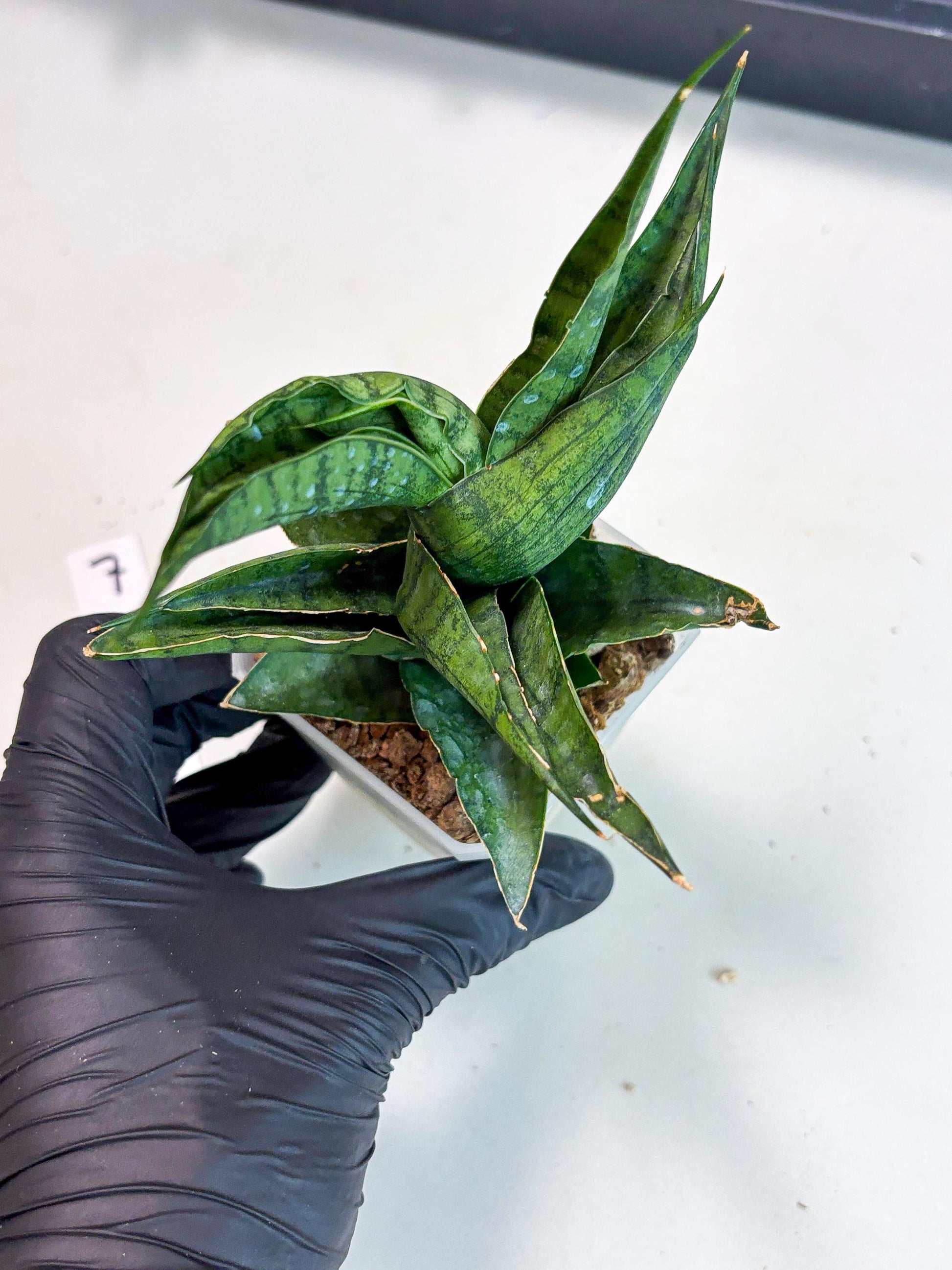 Sansevieria Dampit (Ha6) (7) | Imported New Hybrids