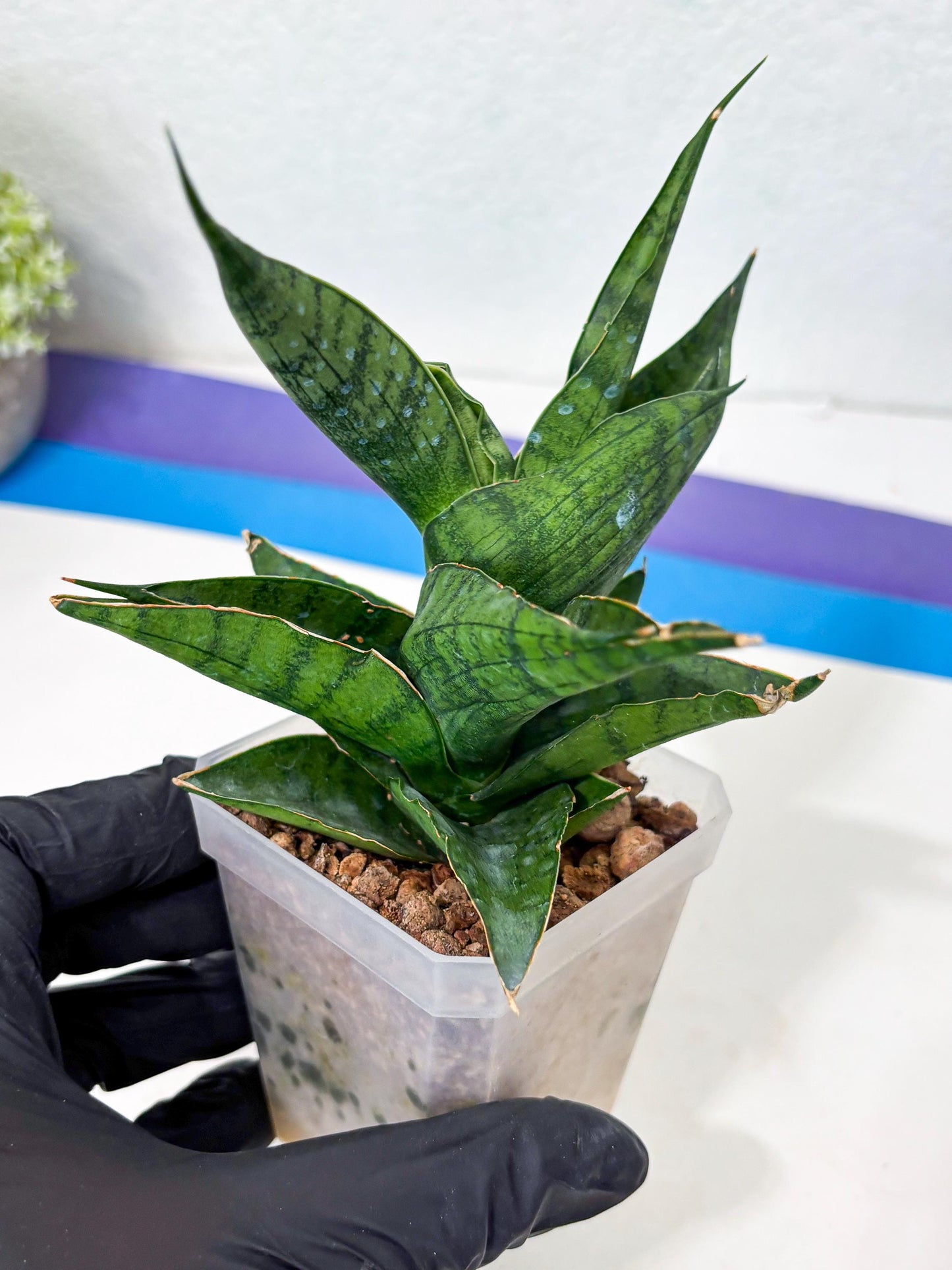Sansevieria Dampit (Ha6) (7) | Imported New Hybrids