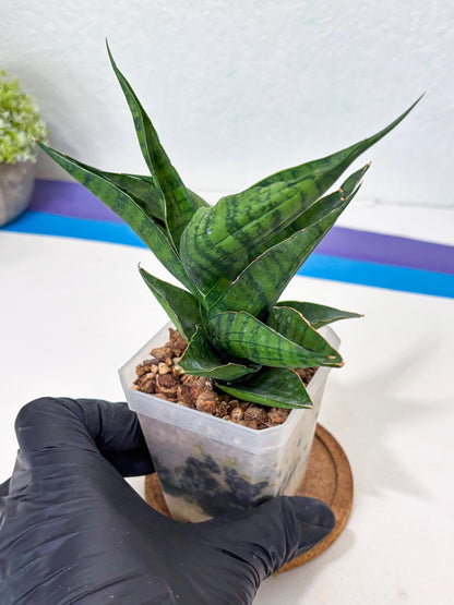 Sansevieria Dampit (Ha6) (7) | Imported New Hybrids