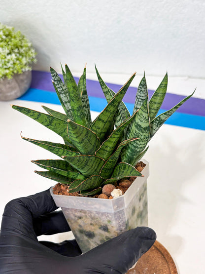 Sanseviera Sweet Celery (Ha6) (8) | Imported