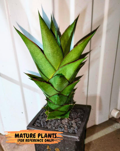 Sansevieria Armanu (Ba1) (14) | Rare Collection