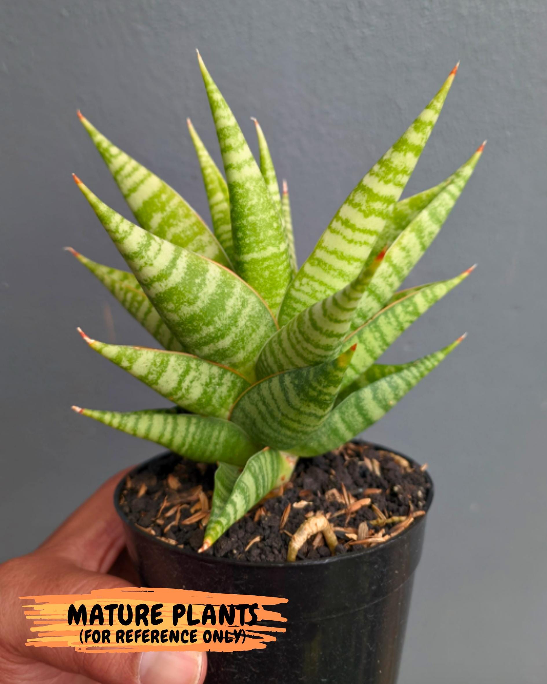 Sansevieria Wali (ha6) (10) | Imported Hybrids