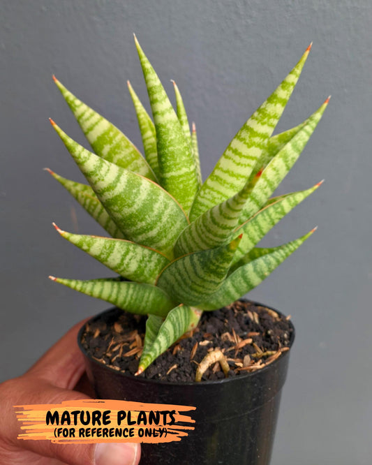 Sansevieria Wali (ha6) (10) | Imported Hybrids
