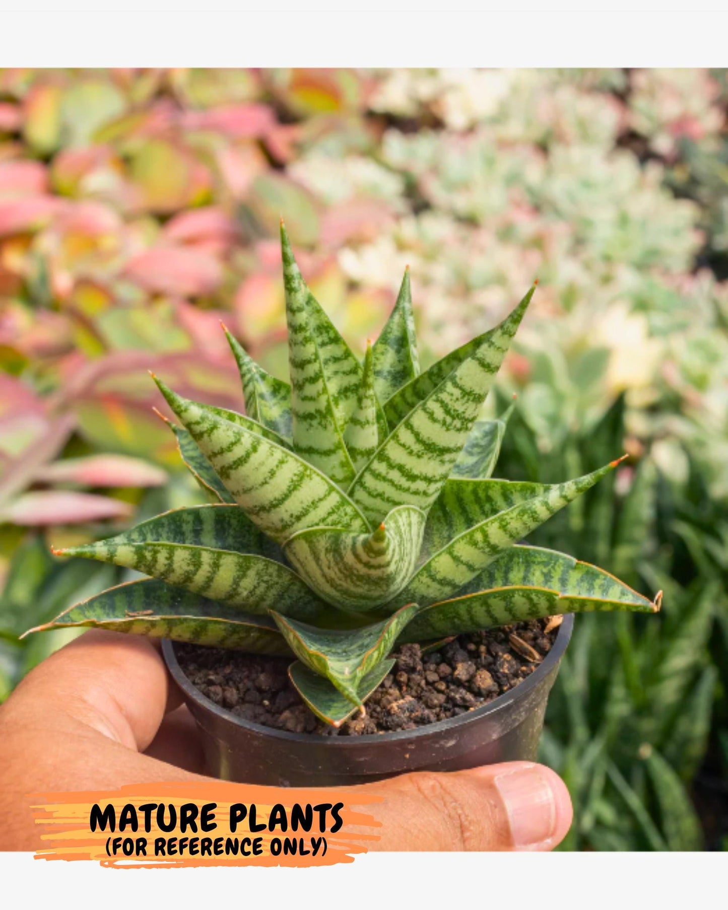 Sansevieria Wali (ha6) (10) | Imported Hybrids