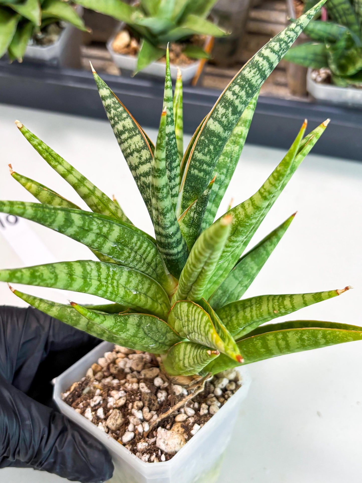 Sansevieria Wali (ha6) (10) | Imported Hybrids