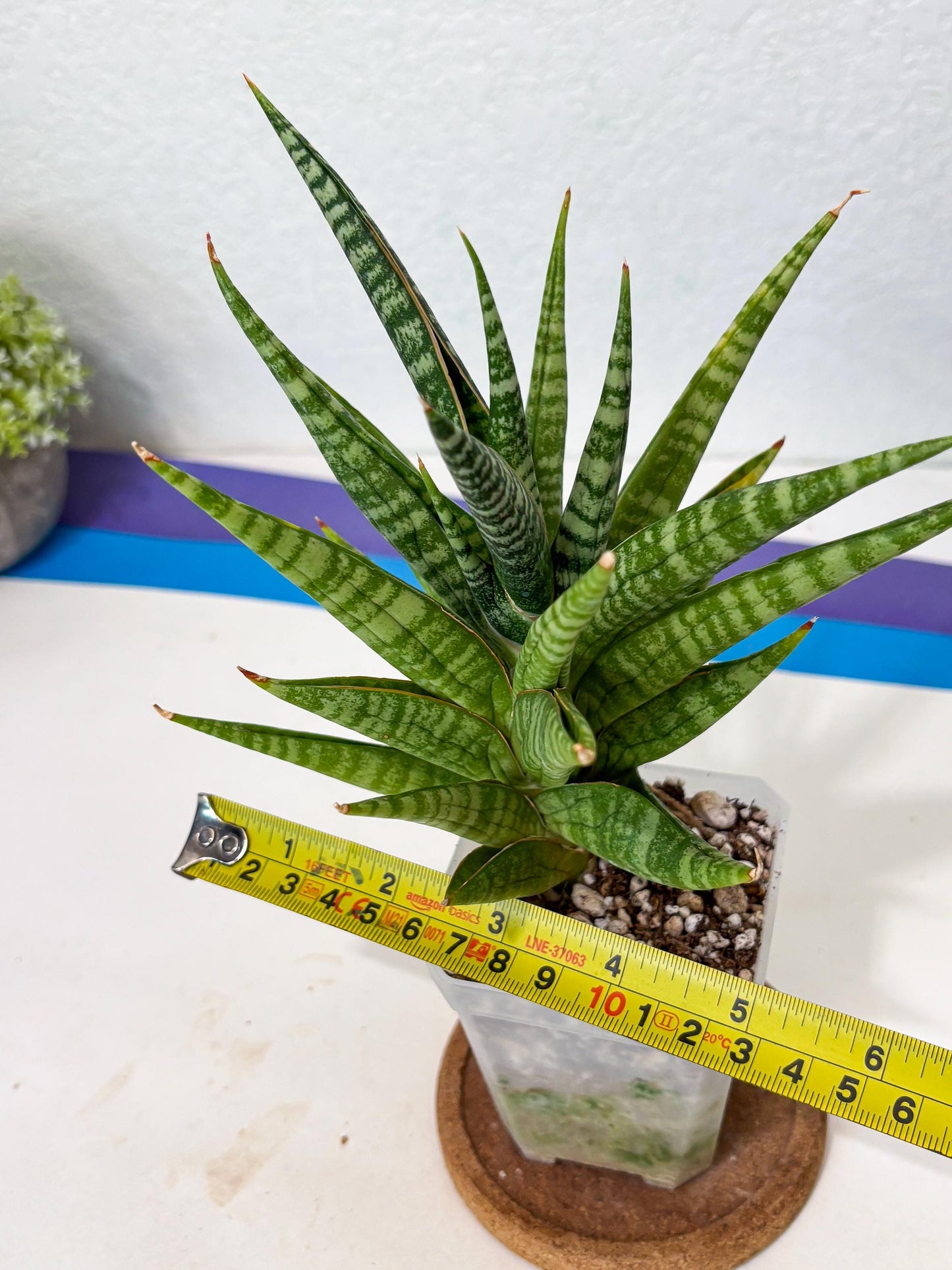 Sansevieria Wali (ha6) (10) | Imported Hybrids