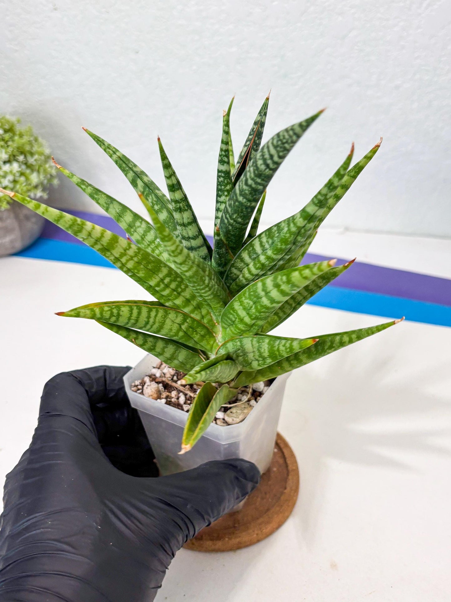 Sansevieria Wali (ha6) (10) | Imported Hybrids