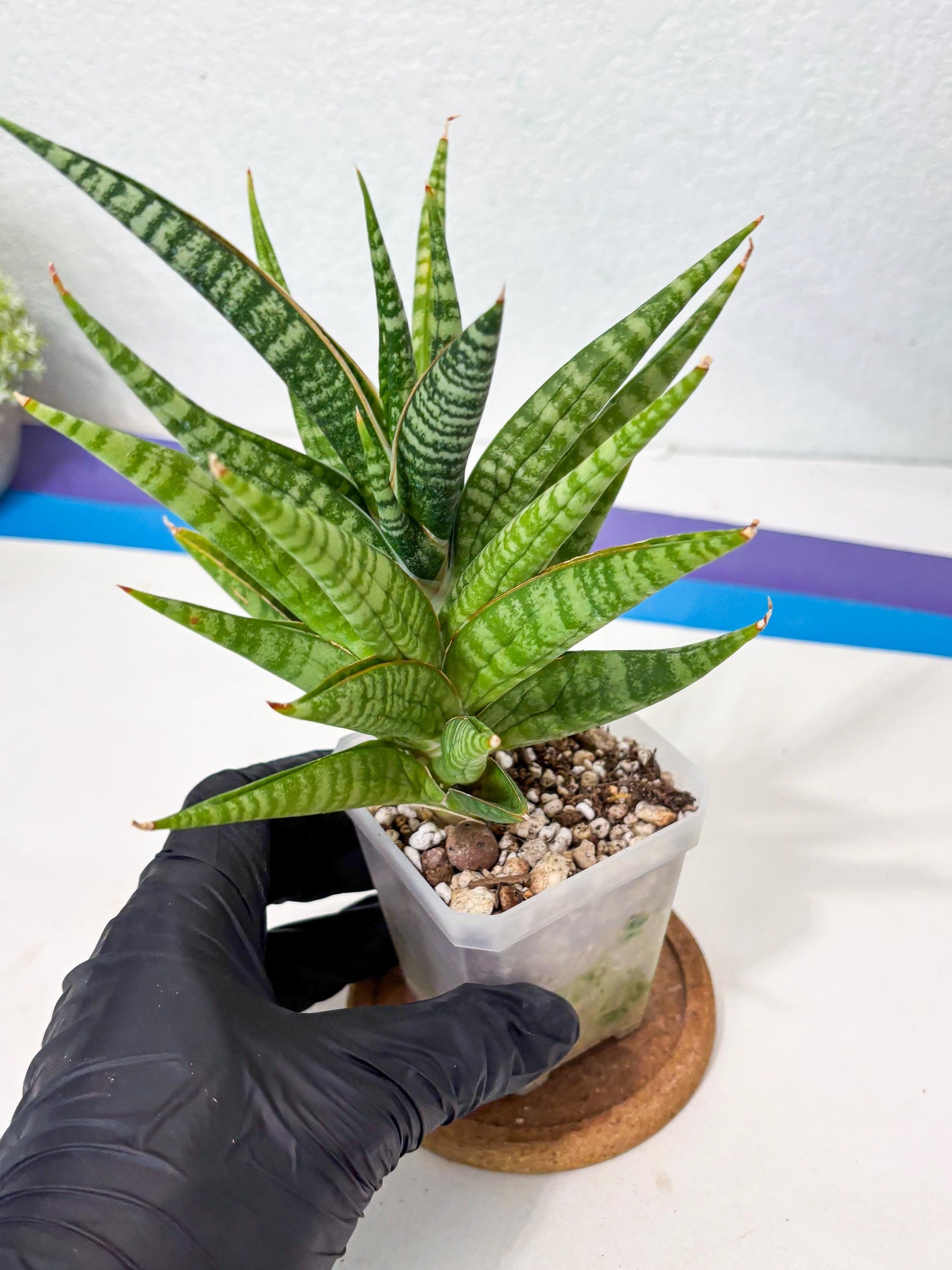 Sansevieria Wali (ha6) (10) | Imported Hybrids