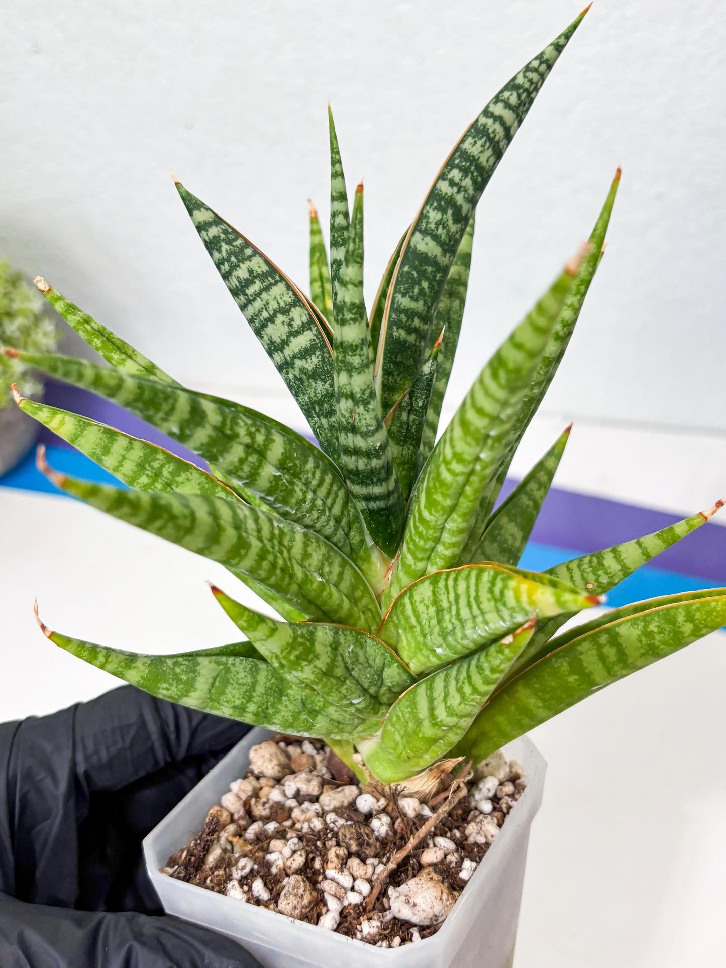 Sansevieria Wali (ha6) (10) | Imported Hybrids