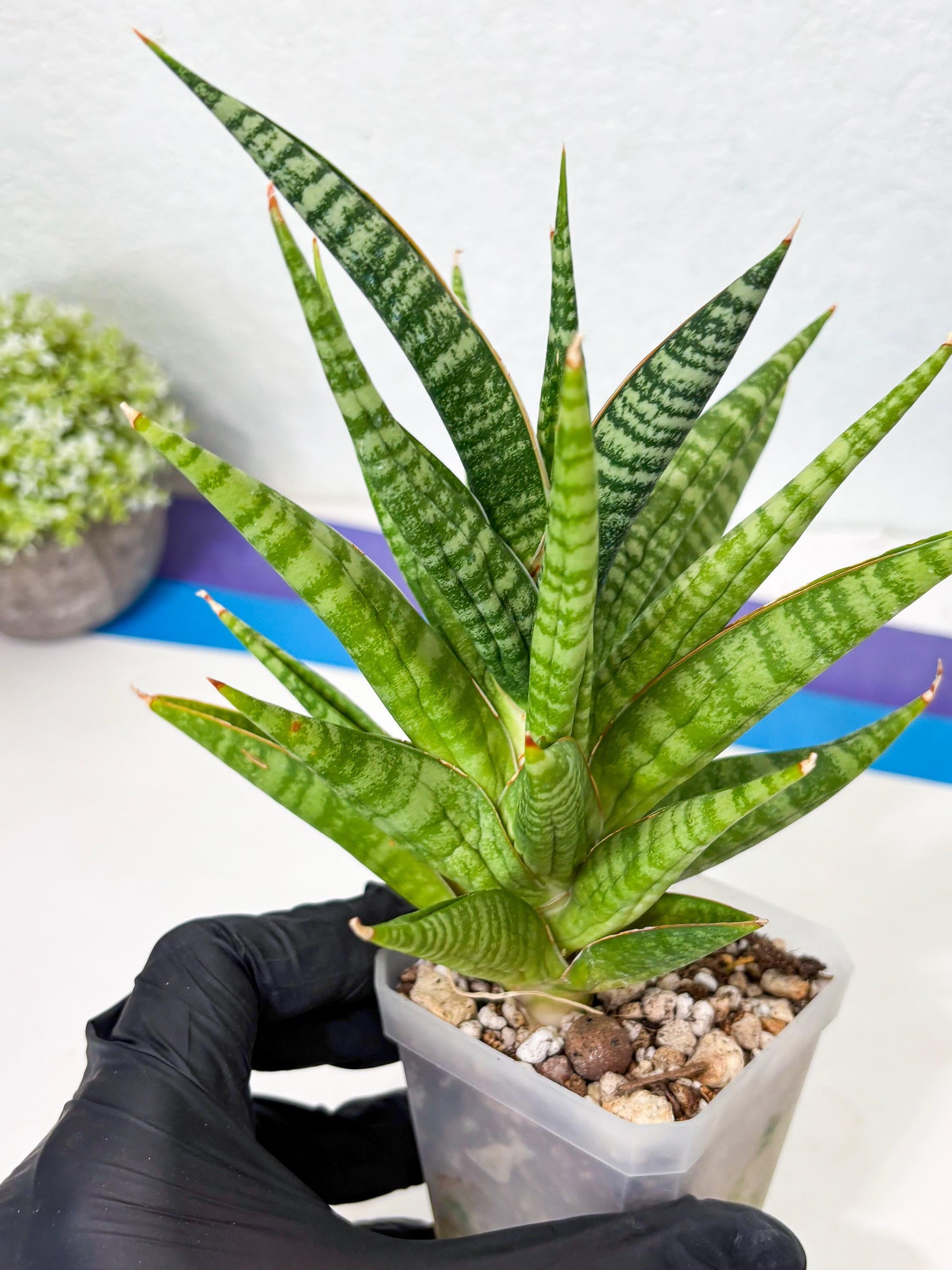 Sansevieria Wali (ha6) (10) | Imported Hybrids