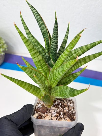 Sansevieria Wali (ha6) (10) | Imported Hybrids