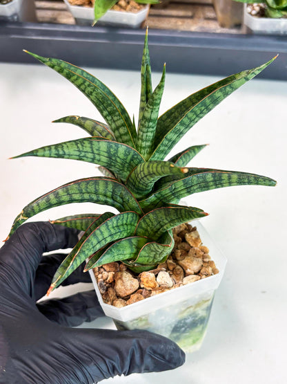 Sansevieria Gojila (Ha6) (11) | Imported Hybrids