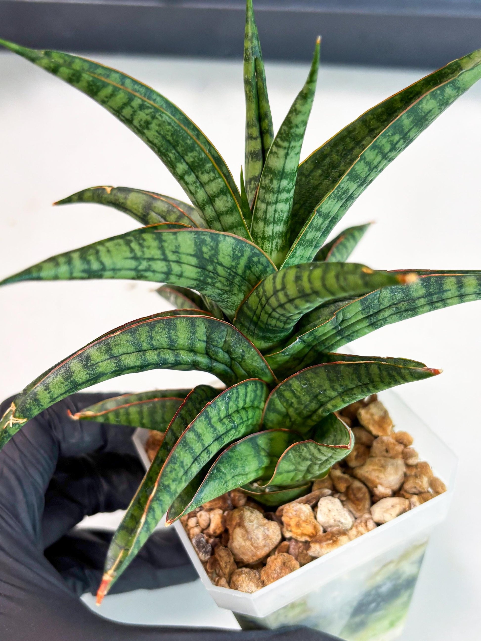 Sansevieria Gojila (Ha6) (11) | Imported Hybrids