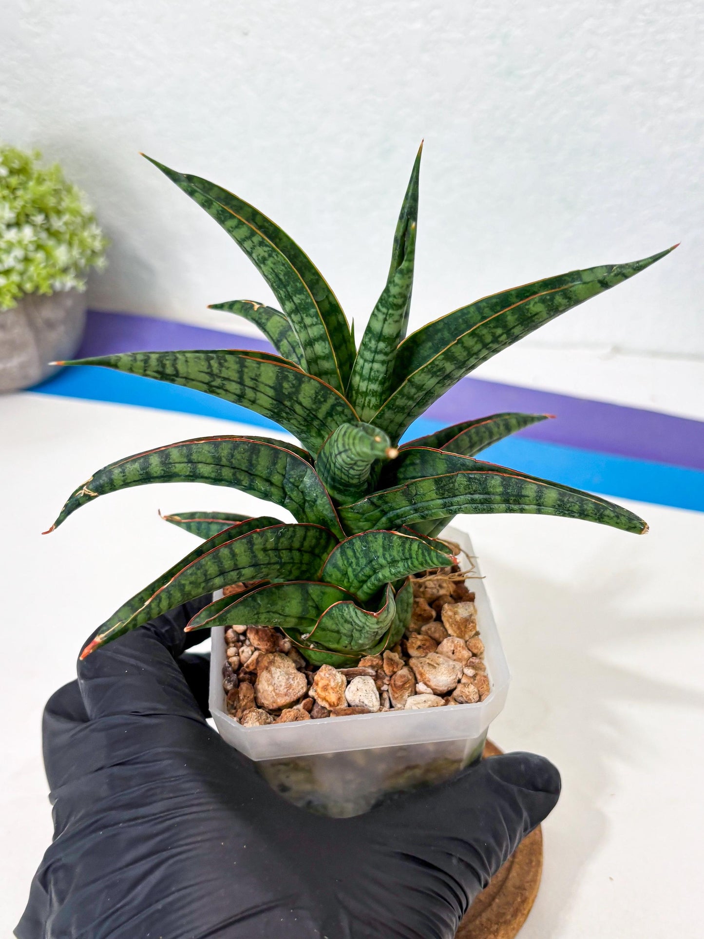 Sansevieria Gojila (Ha6) (11) | Imported Hybrids