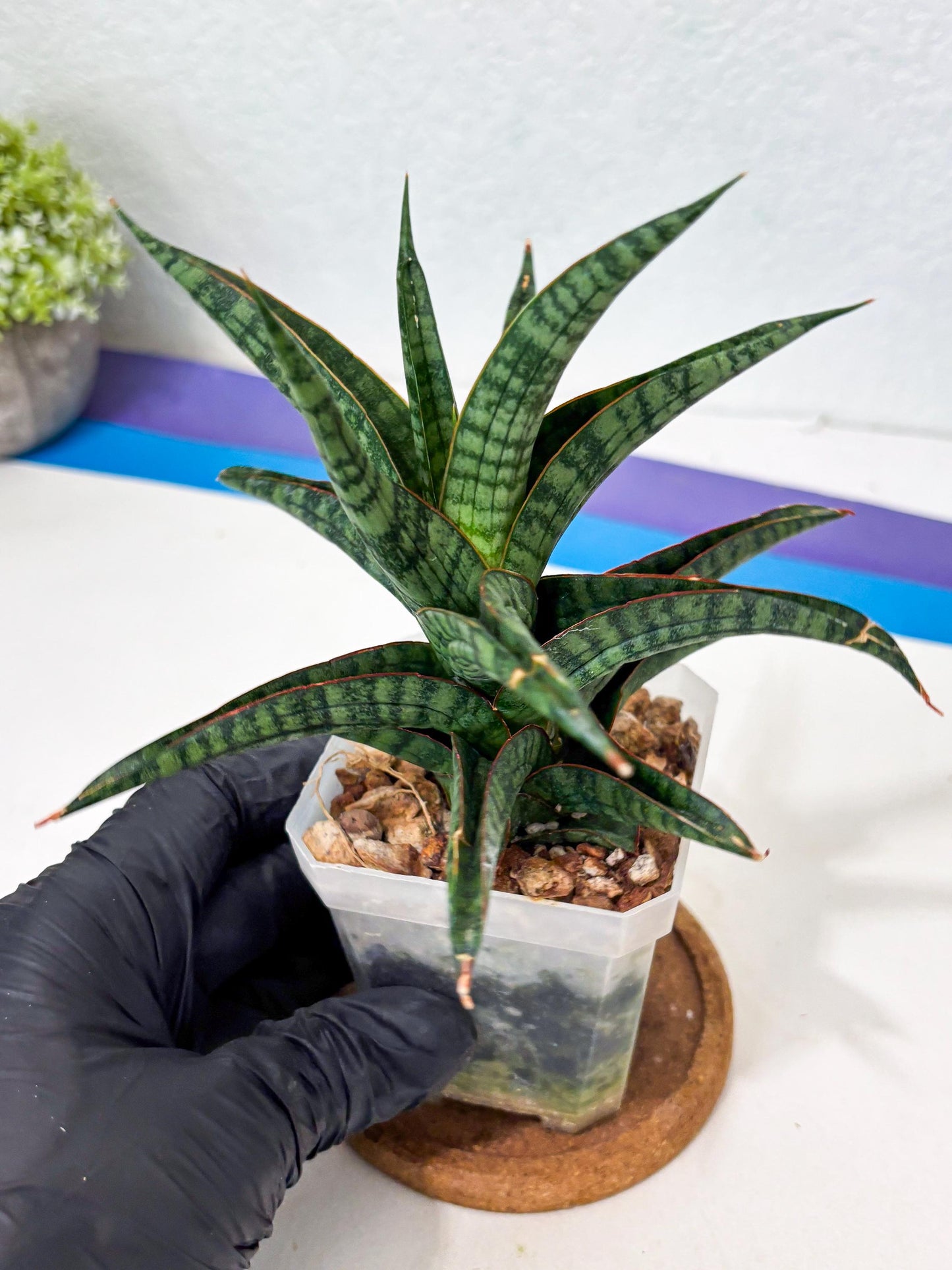 Sansevieria Gojila (Ha6) (11) | Imported Hybrids