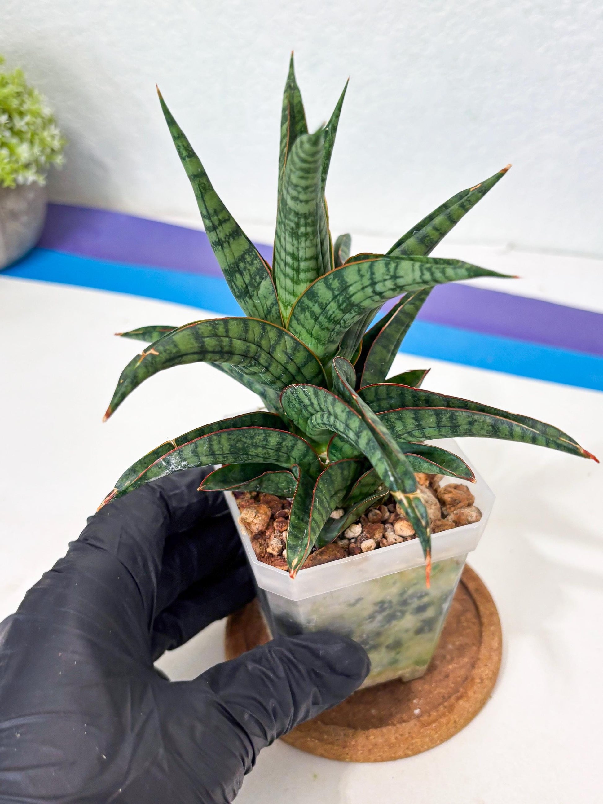 Sansevieria Gojila (Ha6) (11) | Imported Hybrids